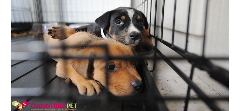 vantagens-adotar-cachorro-01
