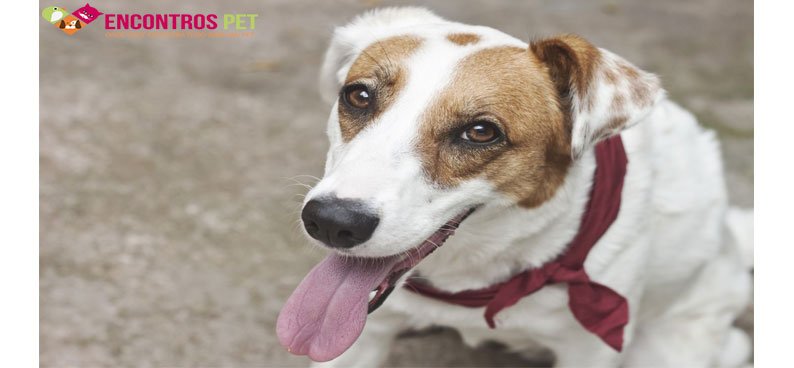 vantagens-adotar-cachorro-02