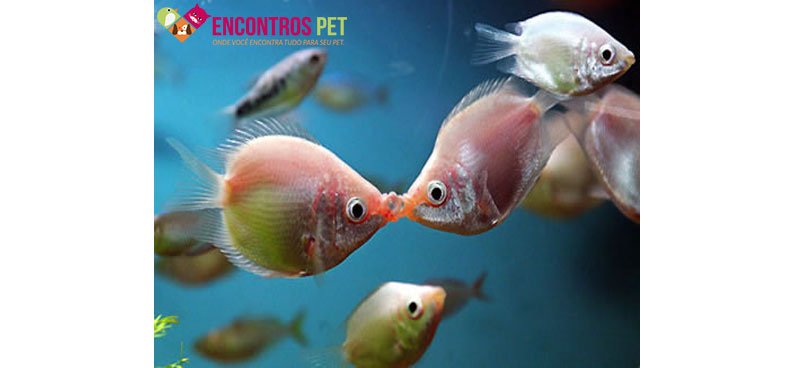 como-peixes-reproduzem-01