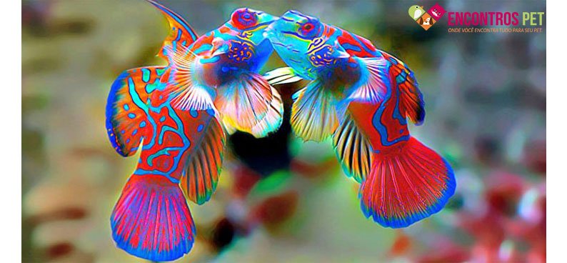 como-peixes-reproduzem-02