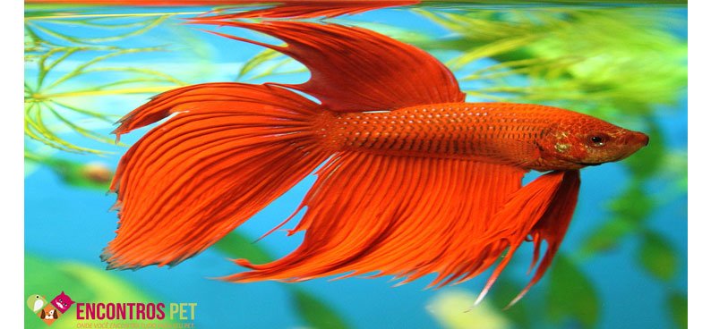 peixe-betta-cuidar-01