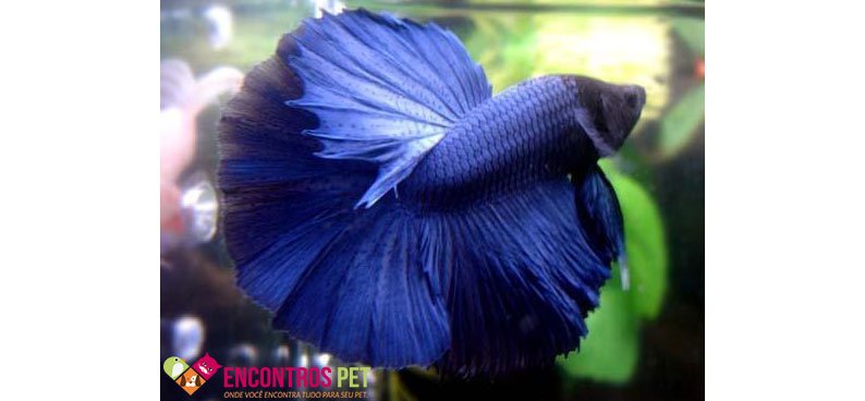 peixe-betta-cuidar-02