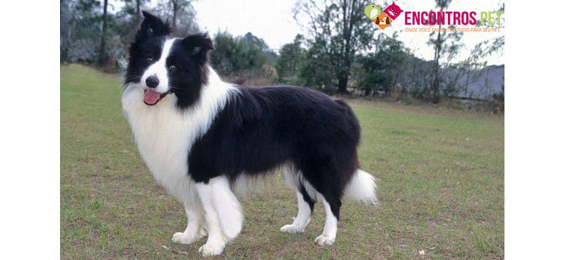 border-collie-apartamento