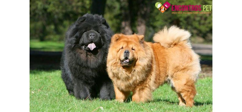 chow-chow-apartamento