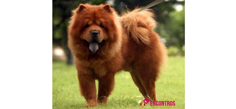chow-chow-cuidados