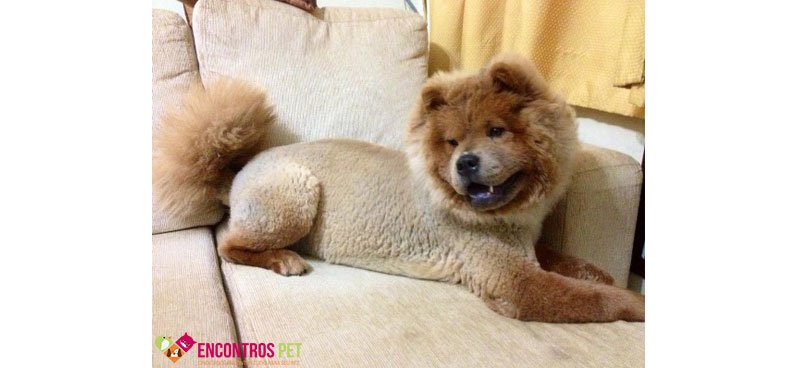 chow-chow-tosados-01