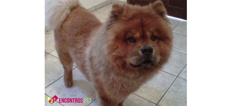 chow-chow-tosados-02