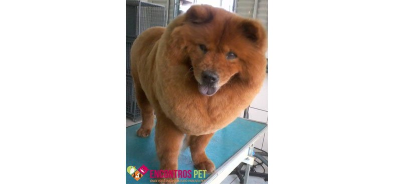 chow-chow-tosados-03