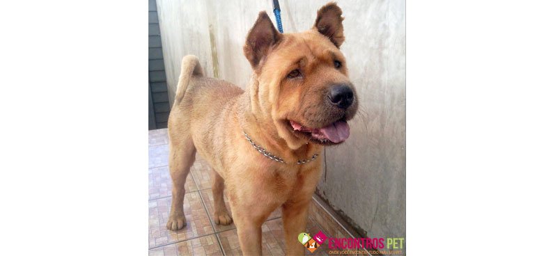 chow-chow-tosados-04