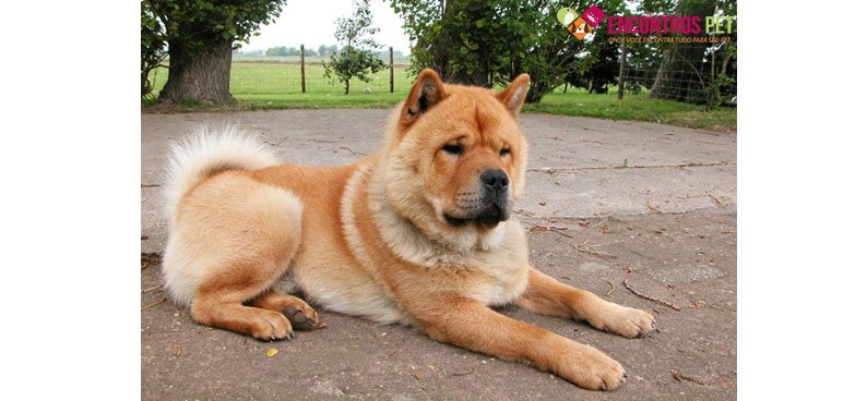 chow-chow-tosados