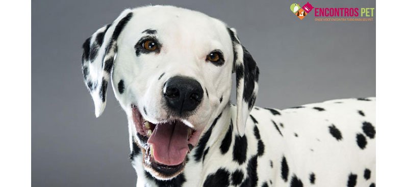 dalmata-em-apartamento