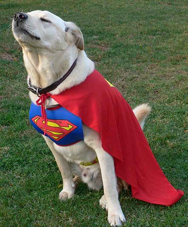 fantasia-para-cachorro-05