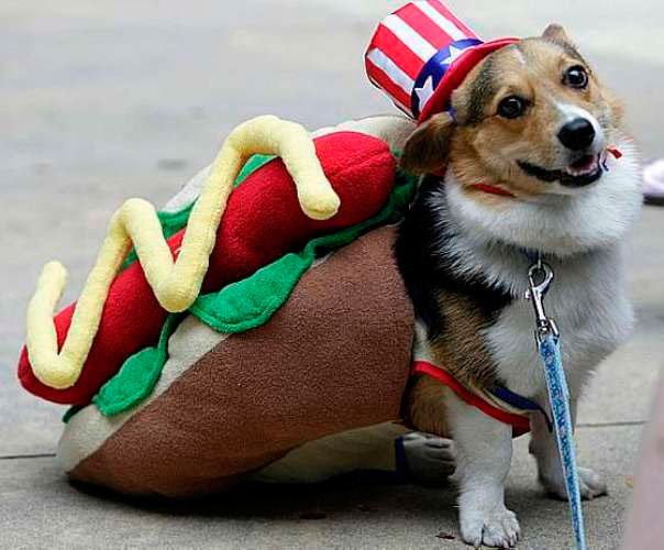 fantasia-para-cachorro-07