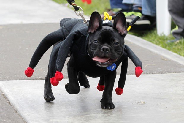 fantasia-para-cachorro-09