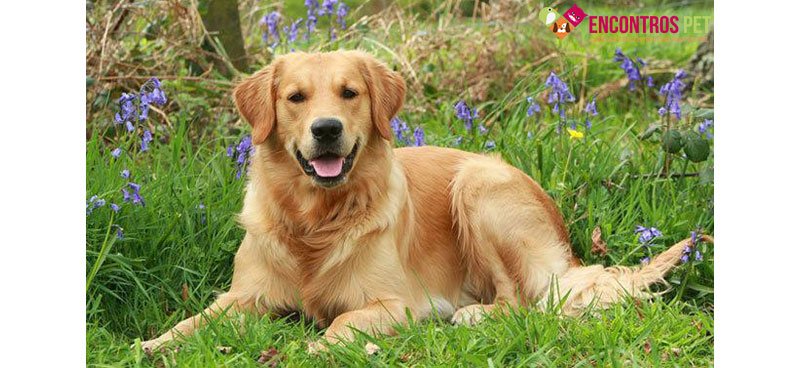 golden-retriever-pelo