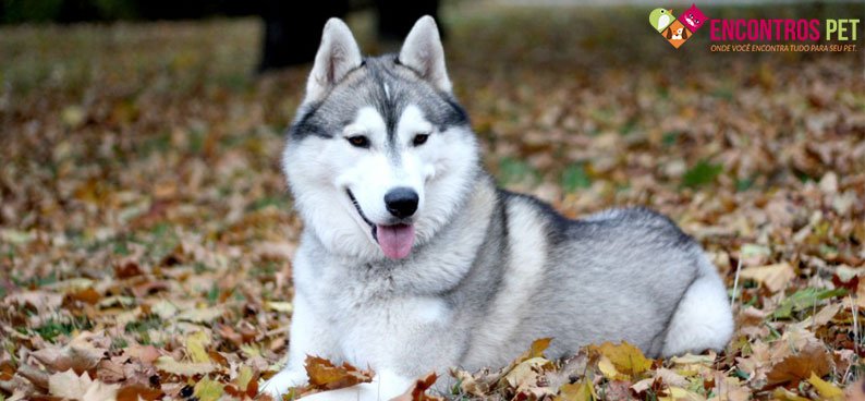 husky-siberiano-calor