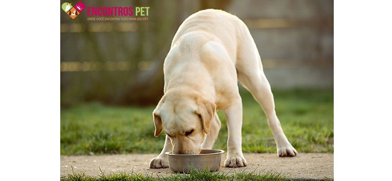 labrador-alimentacao-racao