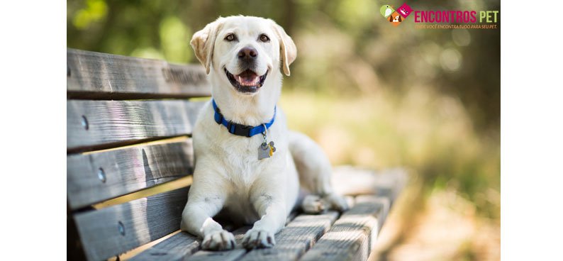 labrador-cuidados-filhotes