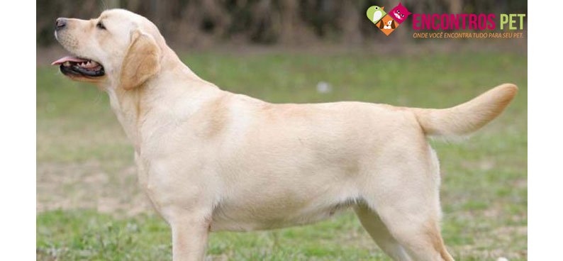 labrador-soltam-pelos