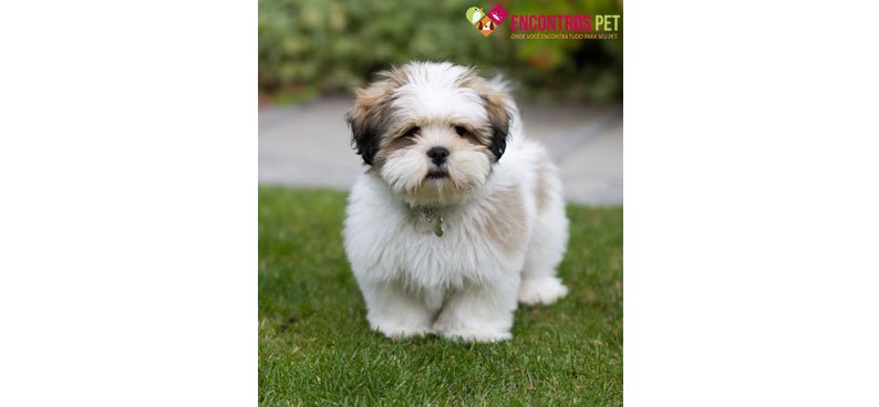 lhasa-apso-apartamento