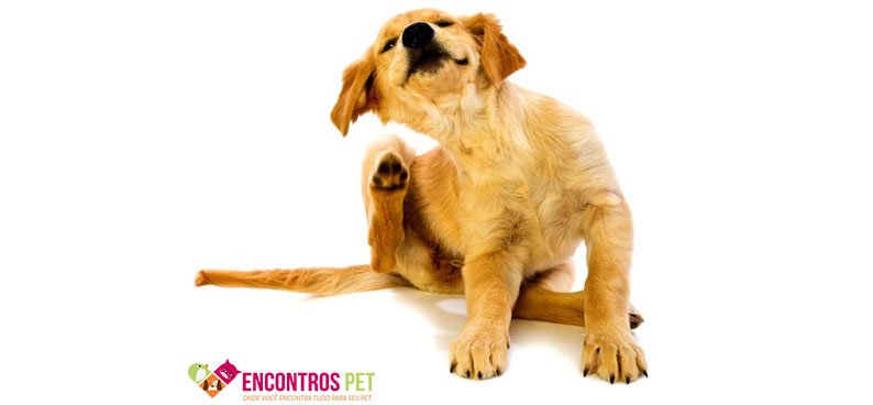 cachorro-com-coceira