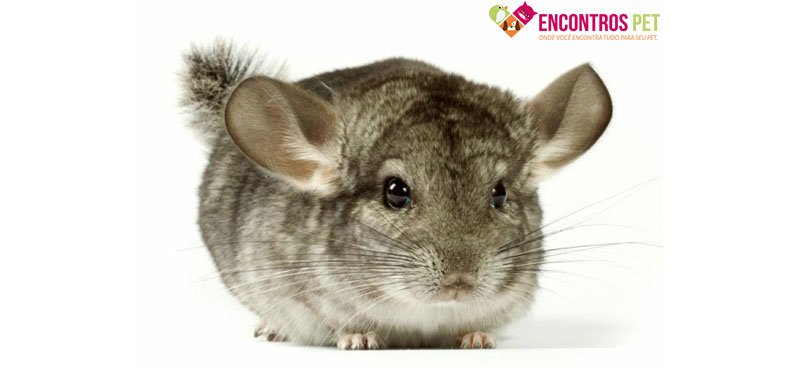 chinchila-preco-cuidados