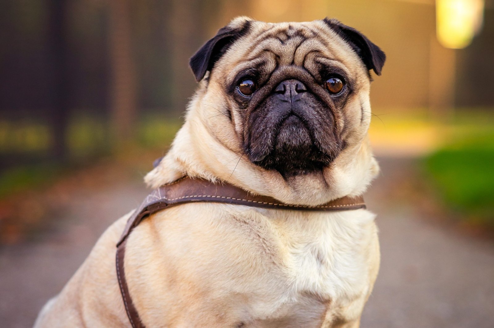 Doação de Pug