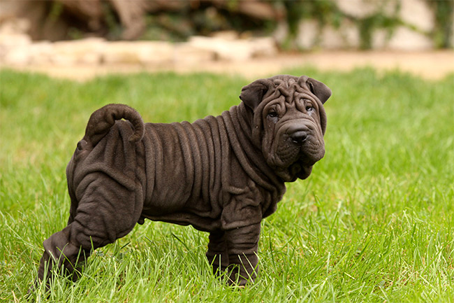 shar-pei-mini