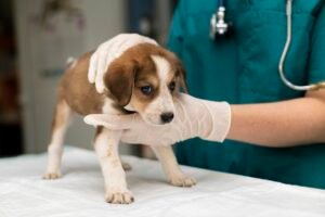Toxoplasmose Canina