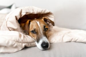 Toxoplasmose Canina